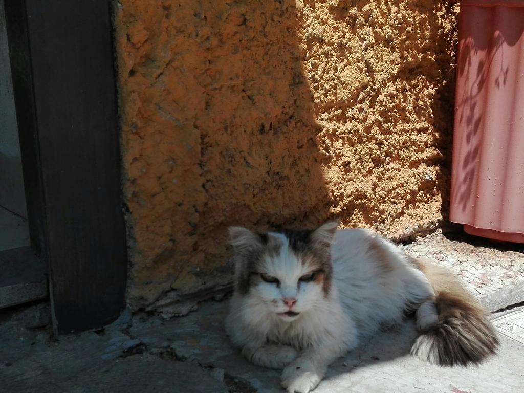 דירות רונצ'יליונה La Vecchia Mola מראה חיצוני תמונה